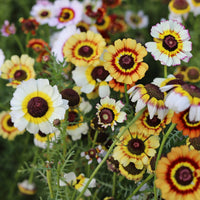 Painted Daisy – Colorful Wildflower Garden Seeds