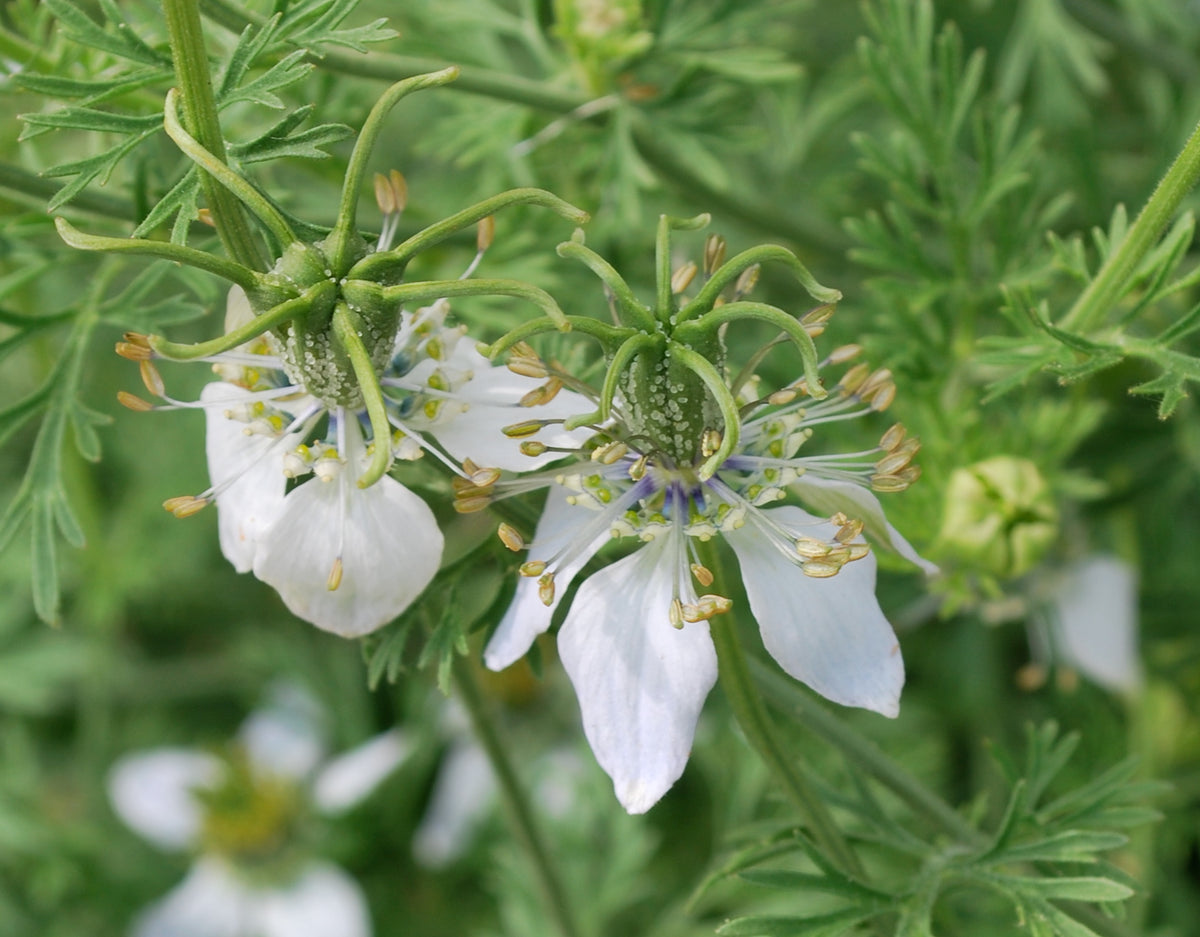 Nigella sativa flowering herb with delicate green foliage