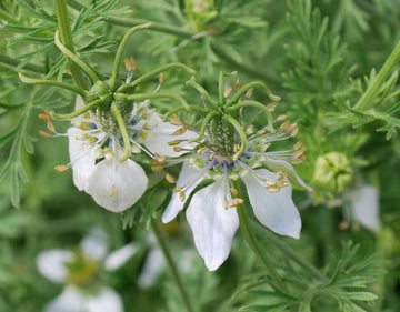 Black Seed Nigella sativa seeds for herb gardens and home gardening