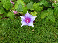 Kikyo Okina Sora – Garden Flower Seeds