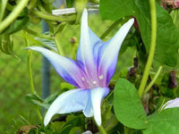 Kikyo Quasar Japanese – Garden Flower Seeds