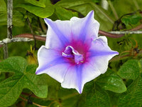 Kikyo Lime Sora – Garden Flower Seeds