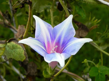 Kikyo Quasar Japanese – Garden Flower Seeds