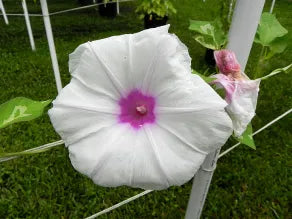 Caudiciform Morning Glory – Garden Flower Seeds