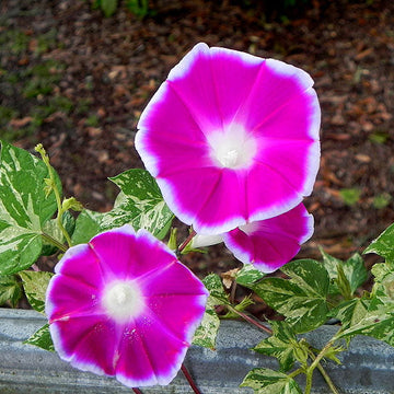 Cameo Elegance Japanese – Garden Flower Seeds