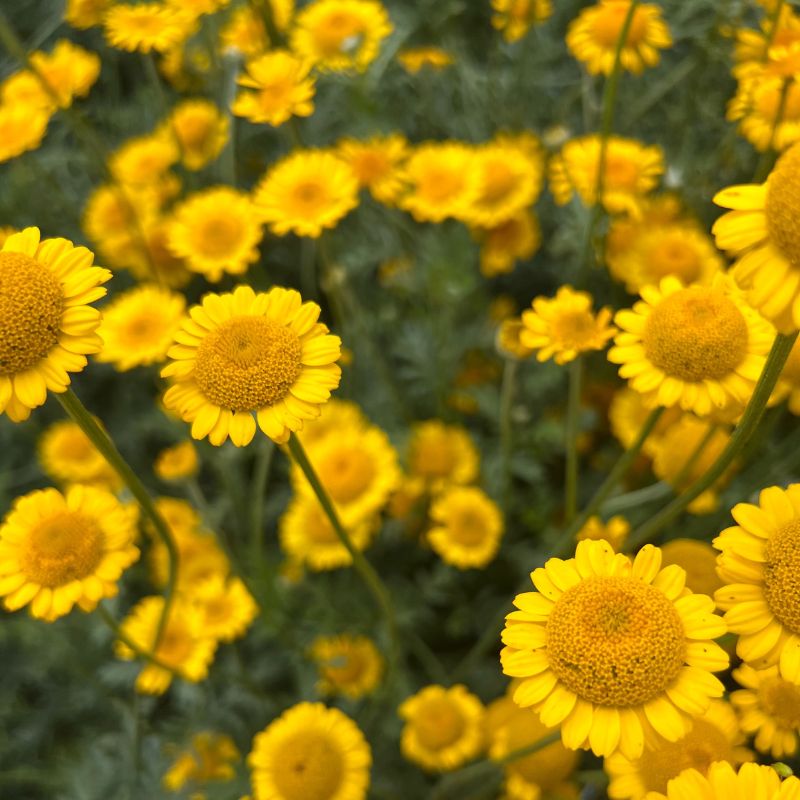 Anthemis tinctoria Dyer’s Chamomile with golden-yellow daisy-like blooms and finely divided foliage