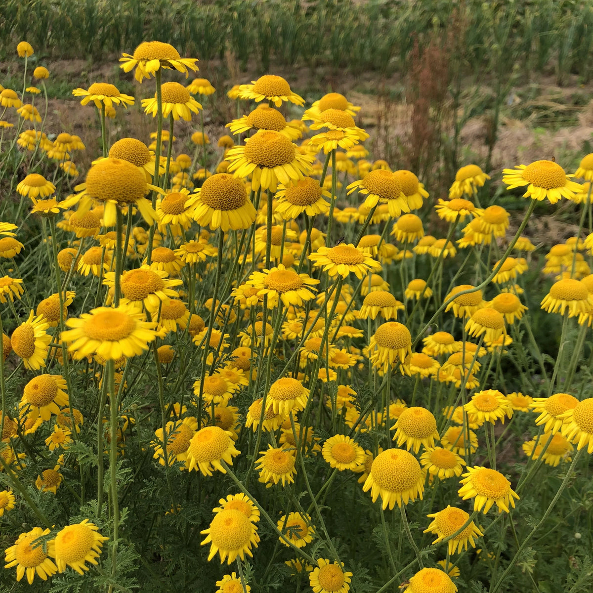 Dyer’s Chamomile Anthemis tinctoria with golden-yellow daisy-like blooms and finely divided green foliage
