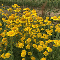 Dyer’s Chamomile Anthemis tinctoria with golden-yellow daisy-like blooms and finely divided green foliage