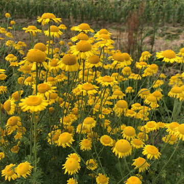 Dyer’s Chamomile ornamental flower garden seeds for growing Anthemis tinctoria