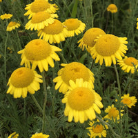 Anthemis tinctoria Dyer’s Chamomile with golden-yellow daisy-like flowers and finely divided green foliage