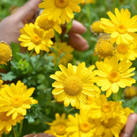 Dyer’s Chamomile golden-yellow flowering perennial in an ornamental cottage garden border