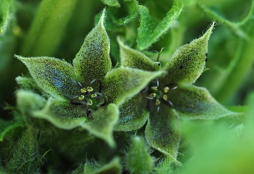 Jaborosa sativa Flowering Plant Seeds for Botanical Collections