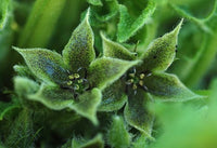 Jaborosa sativa Flowering Plant Seeds for Botanical Collections