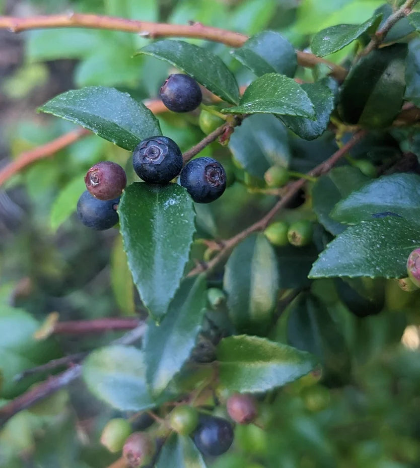 Evergreen Huckleberry Seeds, Vaccinium ovatum for Fruit Garden Planting