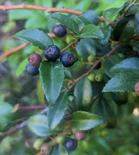 Evergreen Huckleberry Seeds, Vaccinium ovatum for Fruit Garden Planting
