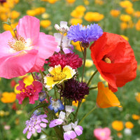 Wild Meadow Flower Mix Seeds – Heirloom, Non-GMO, Annual and Perennial Blend for Planting