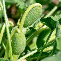 Squirting Cucumber Ecballium elaterium plant with coarse green foliage and oval fruits
