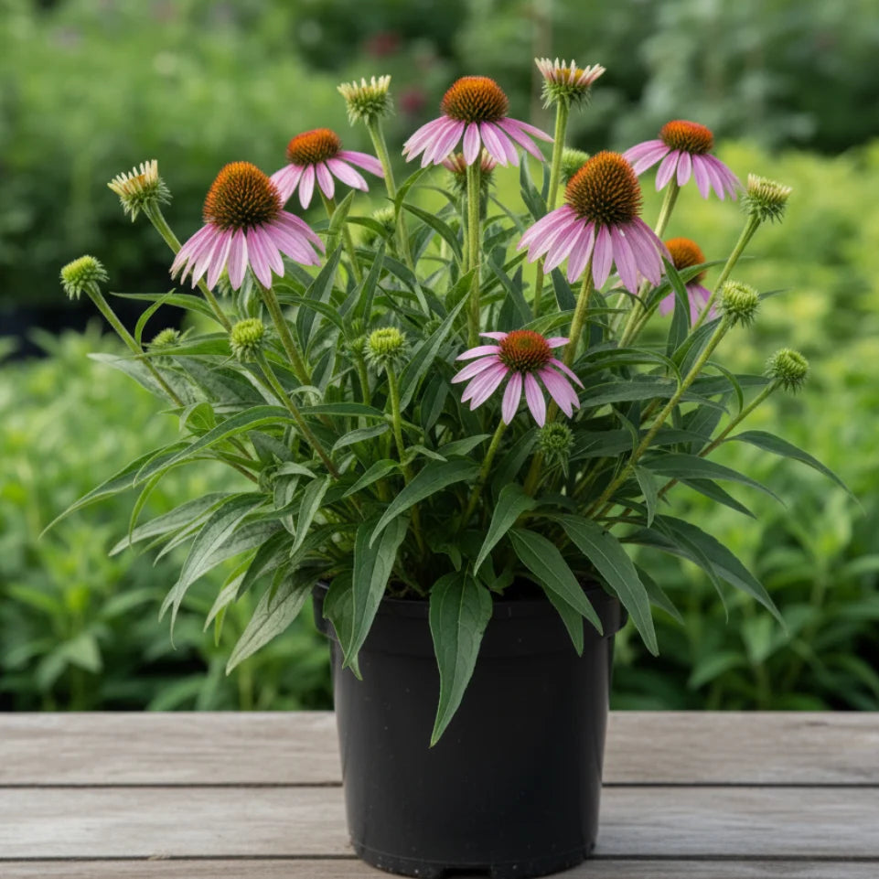 Narrow-Leaved Coneflower with slender foliage and distinctive pink-purple flower heads