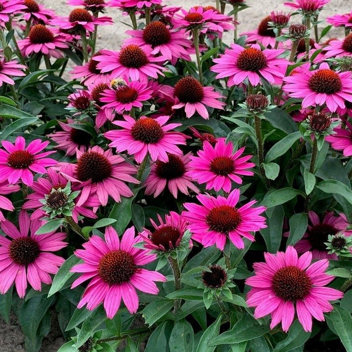 Purple Coneflower flowering perennial growing in a garden border or naturalistic landscape.