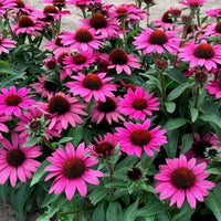 Echinacea purpurea Purple Coneflower flower seeds for garden planting.