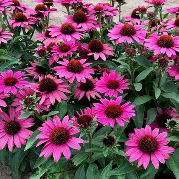 Echinacea purpurea Purple Coneflower flower seeds for garden planting.