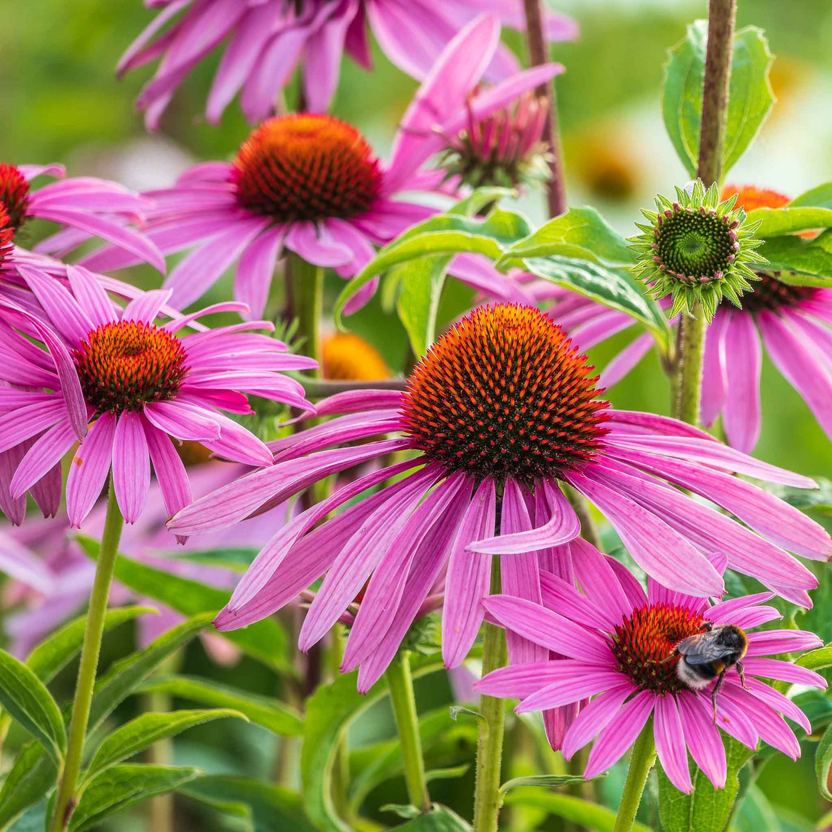 Birds Eyes – Hardy Wildflower Garden Seeds
