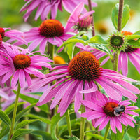 Birds Eyes – Hardy Wildflower Garden Seeds