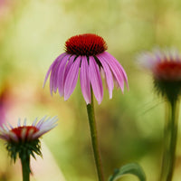 Organic Echinacea angustifolia Seeds for Native Wildflower Gardens