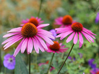 Organic Echinacea angustifolia Narrow Leaf Purple Coneflower plant with pale pink-purple petals, raised brown-orange flower cones, and narrow green foliage.