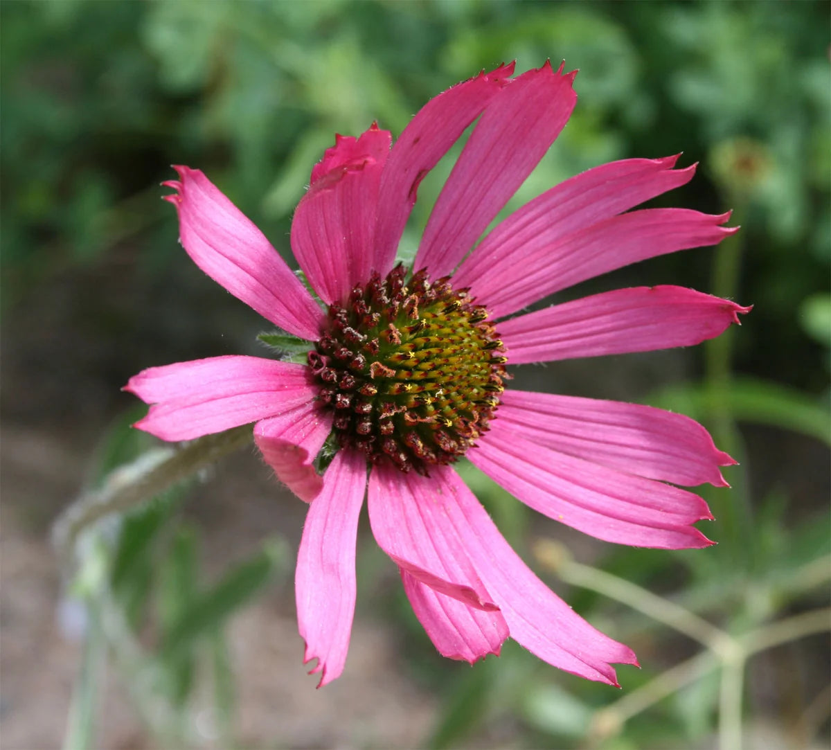 Tennessee Coneflower (Echinacea tennesseensis) organic flowering perennial with outward-facing rose-purple petals, coppery-orange central cones, and narrow green foliage.