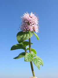 Mentha aquatica Water Mint seeds for pond-margin and moist garden planting