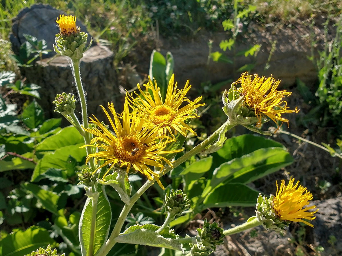 Organic Magnificent Elecampane (Inula magnifica) perennial plant displaying large golden-yellow daisy-like flowers, broad green leaves, and tall branching stems in a flower garden.