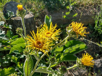 Organic Magnificent Elecampane (Inula magnifica) with large golden-yellow daisy-like flowers, broad green leaves, and tall branching stems in a natural landscape garden.