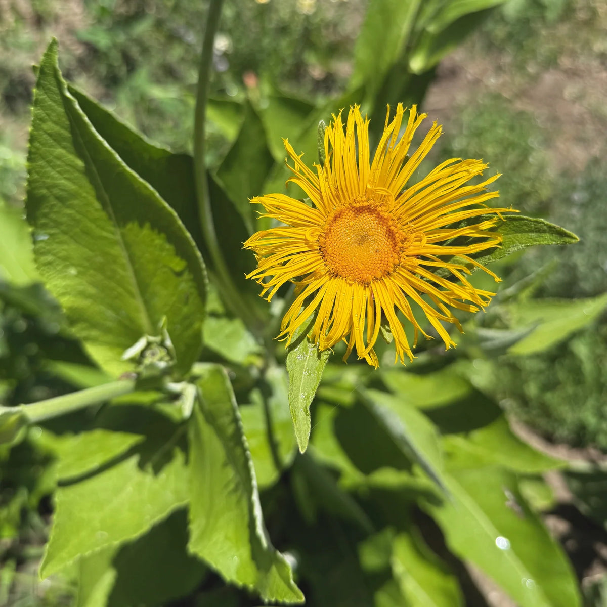  Mature Inula helenium Elecampane flowering plant growing in a perennial garden.
