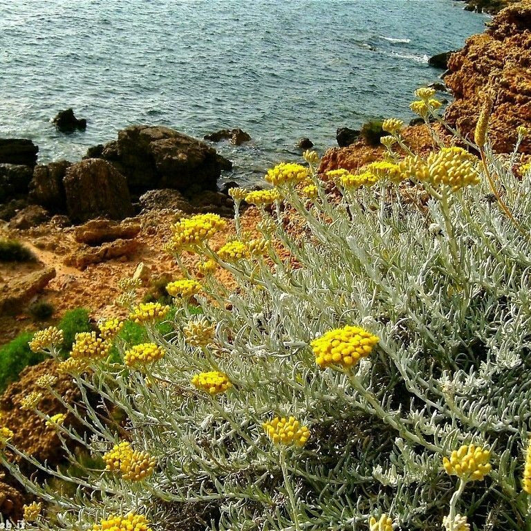 Helichrysum italicum Seeds – Curry Plant for Herb Gardens