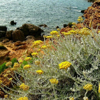 Helichrysum italicum Seeds – Curry Plant for Herb Gardens