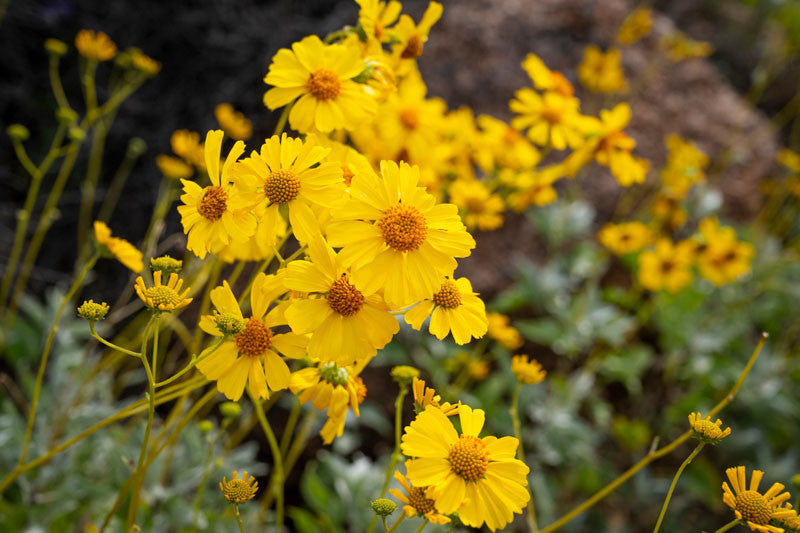 Encelia farinosa shrub with silvery-gray foliage and yellow flowers