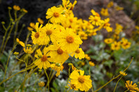 Encelia farinosa shrub with silvery-gray foliage and yellow flowers