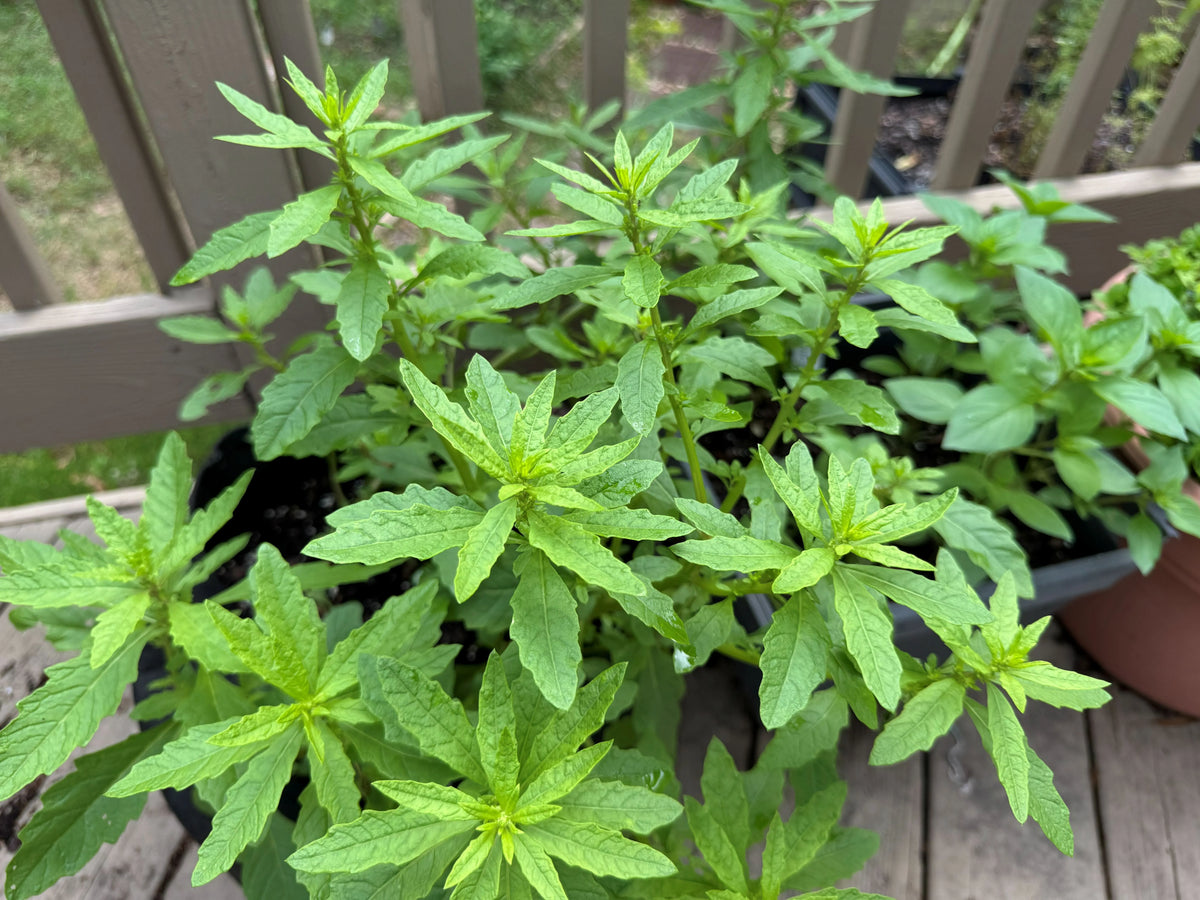 Organic Epazote (Chenopodium ambrosioides, synonym of Dysphania ambrosioides) herb plant with aromatic green leaves, irregularly toothed margins, upright branching stems, and small greenish flower clusters growing in a sunny home garden.