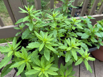 Organic Epazote (Chenopodium ambrosioides, synonym of Dysphania ambrosioides) herb plant with aromatic green leaves, irregularly toothed margins, upright branching stems, and small greenish flower clusters growing in a sunny home garden.
