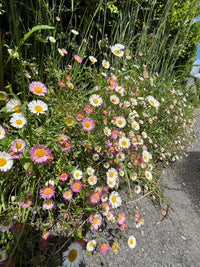 Erigeron Erigeron Karvinskianus – Profusion Garden Flower Seeds