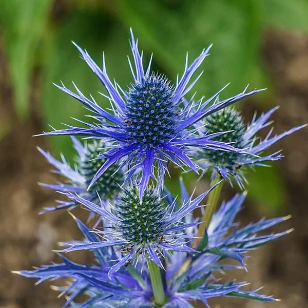 Sea Holly Eryngium planum with steel-blue flower heads, spiky bracts, and upright stems growing in an ornamental garden