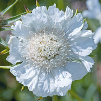 Scabiosa Fama White Seeds – Pure White Pincushion Flower for Gardens & Cut Displays