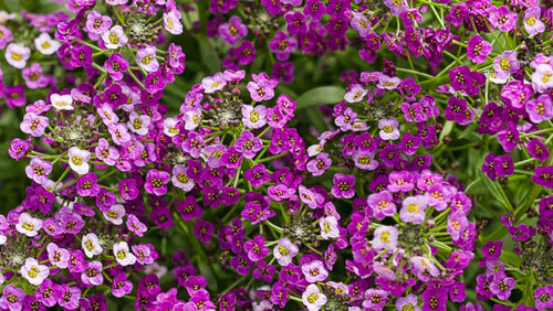 Royal Carpet Sweet Alyssum Lobularia Maritima – Colorful Wildflower Seeds