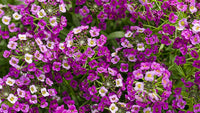 Royal Carpet Sweet Alyssum Lobularia Maritima – Colorful Wildflower Seeds