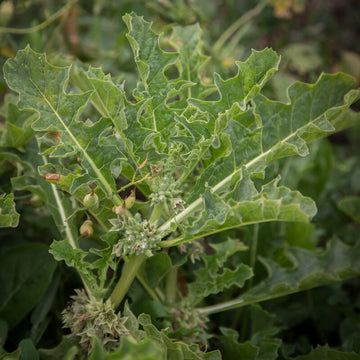 Jaborosa sativa flowering perennial plant from northwestern Argentina, belonging to the Solanaceae family