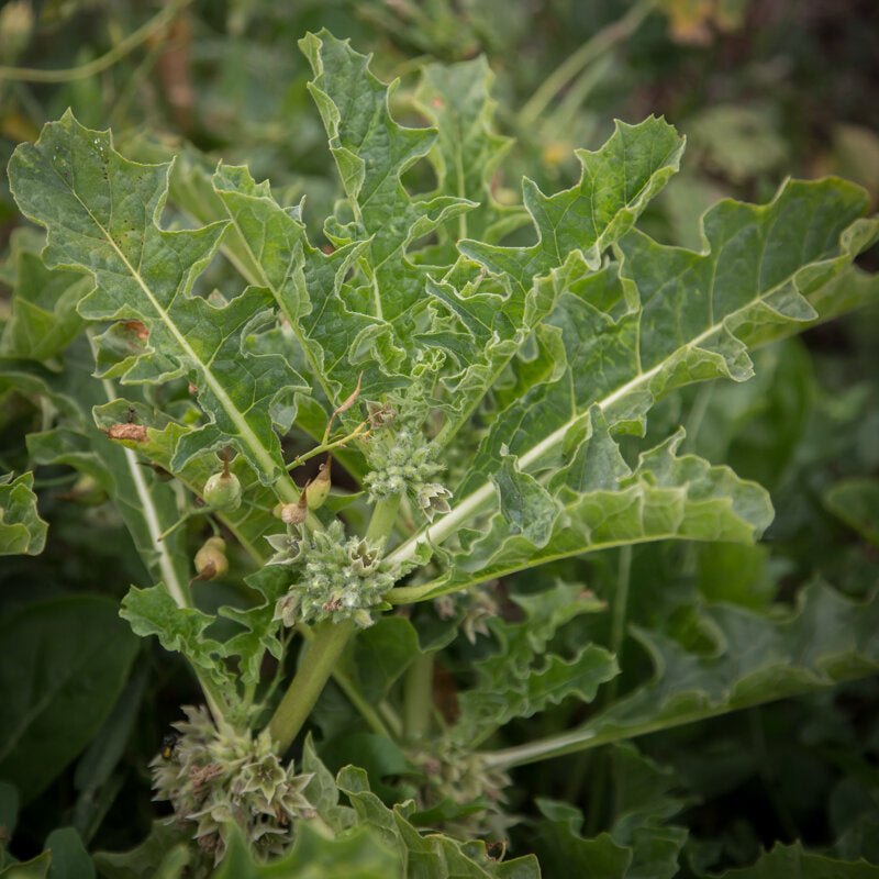 Jaborosa sativa flowering perennial plant from northwestern Argentina, belonging to the Solanaceae family