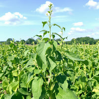 Yard Long Cowpea – Garden Vegetable Seeds