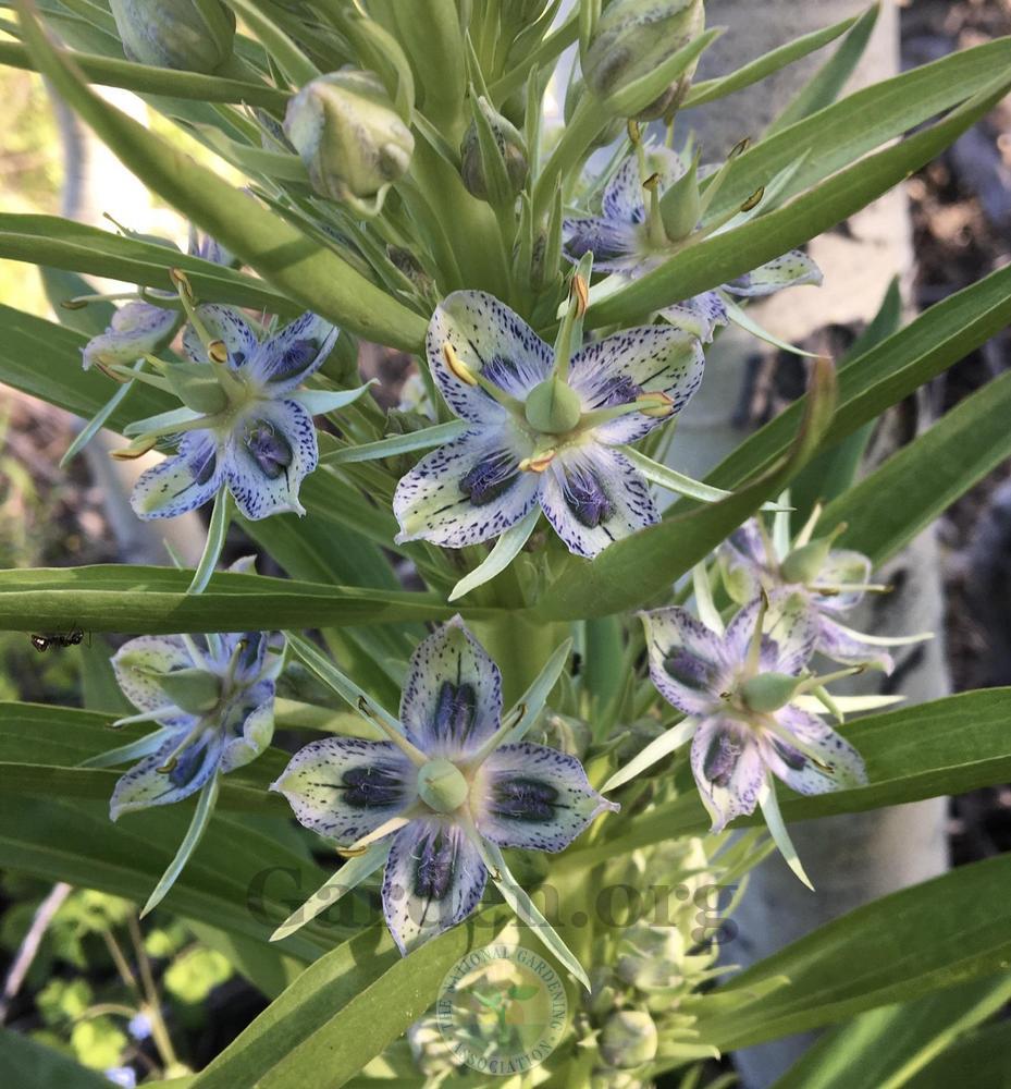 Monument Plant Frasera speciosa garden seeds for growing a distinctive North American perennial wildflower.