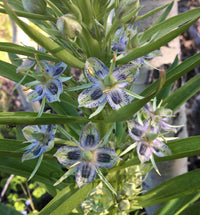 Monument Plant Frasera speciosa garden seeds for growing a distinctive North American perennial wildflower.